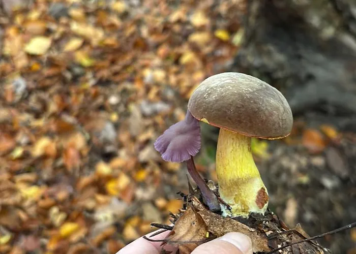 Emma Apartment Dresden