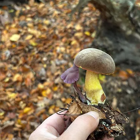 Emma Appartement Dresden