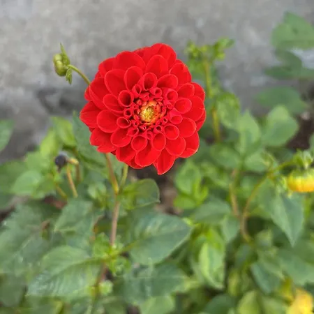 Διαμέρισμα Emma Δρέσδη