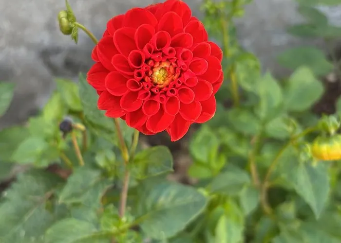 Apartament Emma Drezno